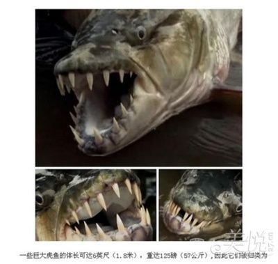 虎魚為什么吃了吐：虎魚吃了吐是怎么回事 虎魚為什么吃了吐：虎魚吃了吐是怎么回事 虎魚百科 第3張