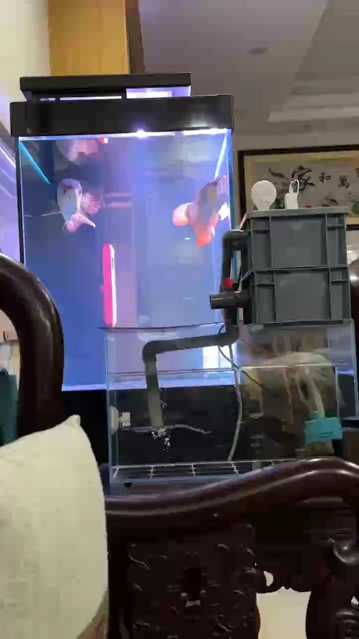 一龍缸一龜缸