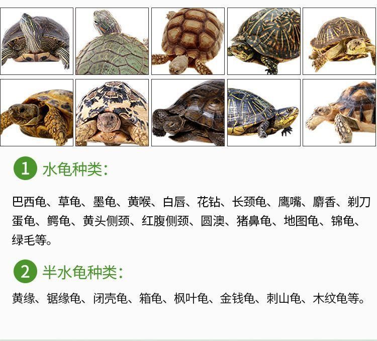 豬鼻龜最好的飼料:豬鼻龜的飼料選擇 豬鼻龜百科 第4張 豬鼻龜最好的飼料:豬鼻龜的飼料選擇 豬鼻龜最好的飼料:豬鼻龜的飼料選擇 豬鼻龜百科 第4張