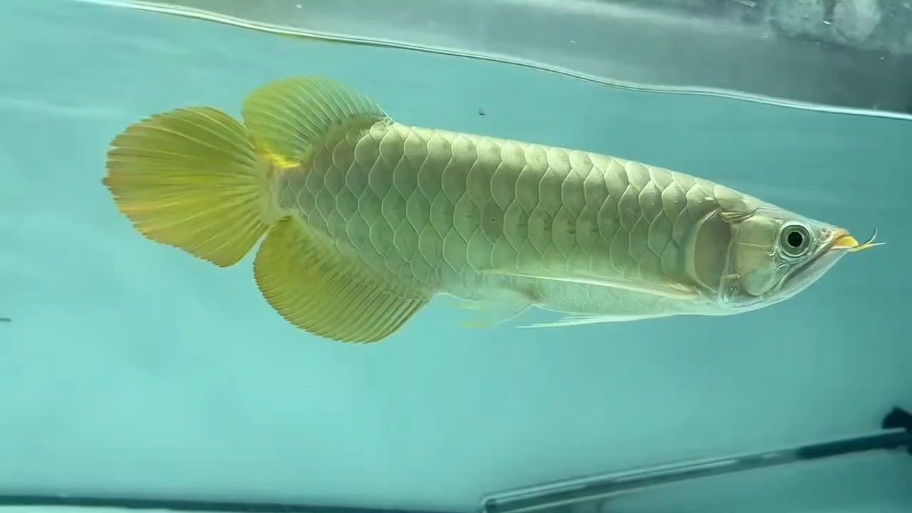 大扇尾系列 大扇尾系列 龍魚論壇