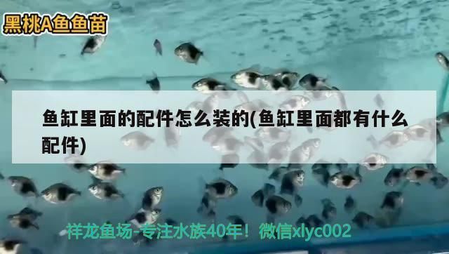 開個水族館賣觀賞魚掙錢嗎現在：開一個水族館賣觀賞魚是否掙錢