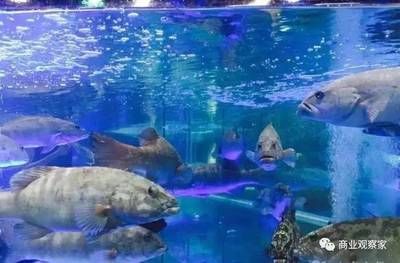 水族館制作廠家地址（水族館制作廠家地址介紹）