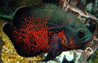 最常見的觀賞魚叫什么：最常見的觀賞魚叫什么叫什么叫什么叫什么觀賞魚 最常見的觀賞魚叫什么：最常見的觀賞魚叫什么叫什么叫什么叫什么觀賞魚 水族館百科（水族館加盟） 第3張