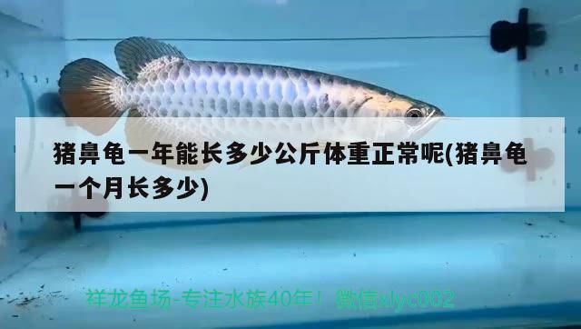 豬鼻龜一年能長多少公斤體重正常呢(豬鼻龜一個月長多少) 豬鼻龜一年能長多少公斤體重正常呢(豬鼻龜一個月長多少) 豬鼻龜百科