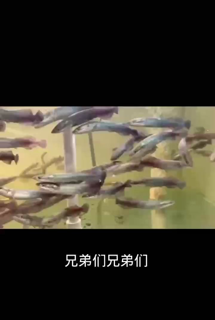 要的來便宜出