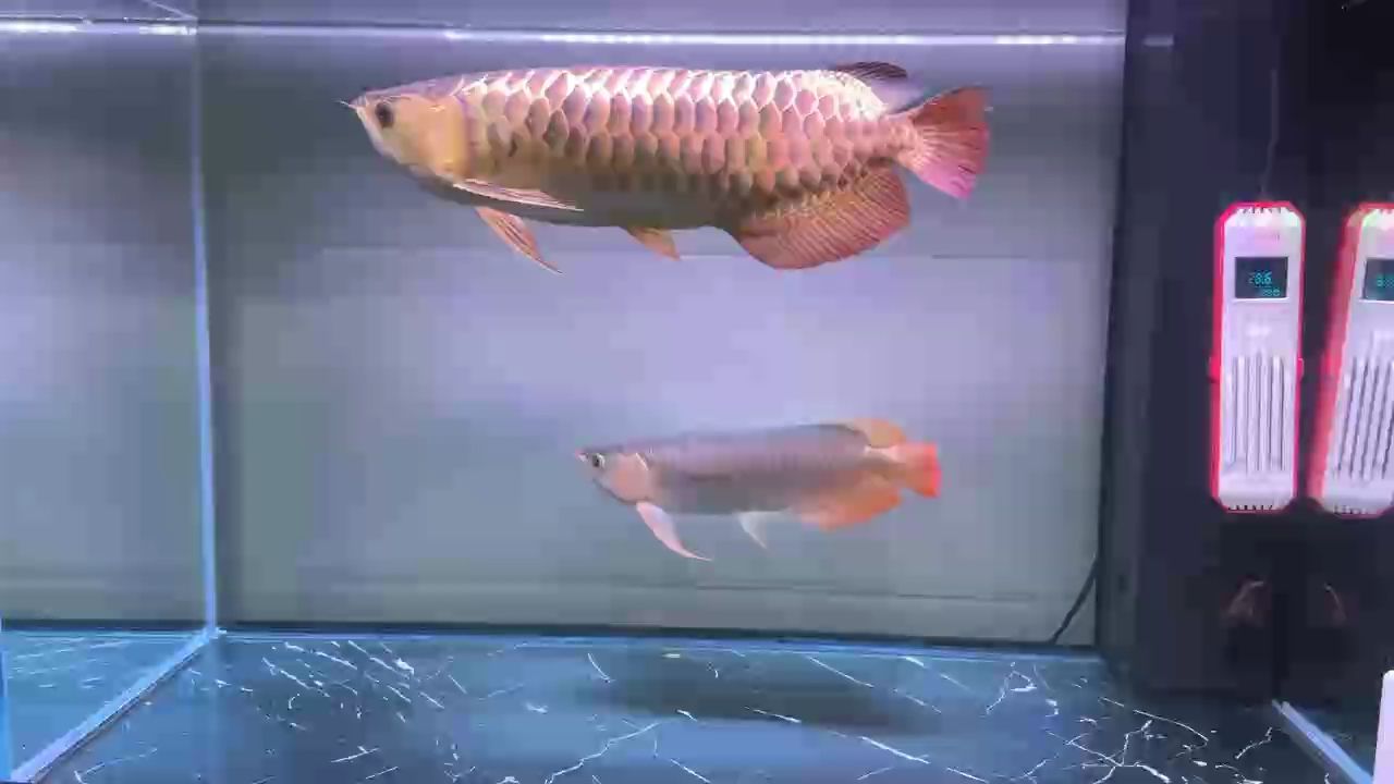 每周換水！ 每周換水！ 龍魚論壇