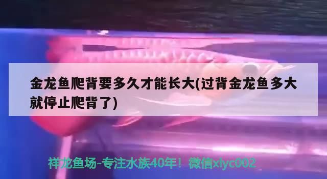 金龍魚爬背要多久才能長大(過背金龍魚多大就停止爬背了)