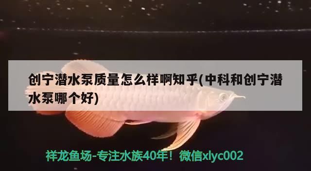 魚缸過濾器選購指南:自制魚缸過濾器魚缸上置過濾器對(duì)于養(yǎng)魚愛好者的必備知識(shí) 創(chuàng)寧潛水泵質(zhì)量怎么樣啊知乎(中科和創(chuàng)寧潛水泵哪個(gè)好) 創(chuàng)寧水族 創(chuàng)寧潛水泵質(zhì)量怎么樣啊知乎(中科和創(chuàng)寧潛水泵哪個(gè)好) 創(chuàng)寧潛水泵質(zhì)量怎么樣啊知乎(中科和創(chuàng)寧潛水泵哪個(gè)好) 創(chuàng)寧水族