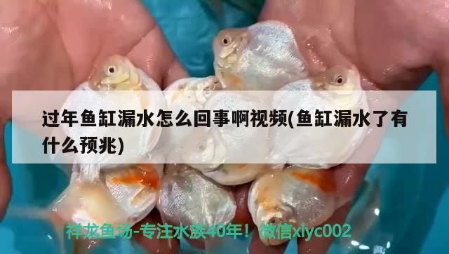 過年魚缸漏水怎么回事啊視頻(魚缸漏水了有什么預兆)