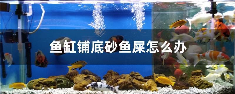魚缸鋪底砂魚屎怎么辦 魚缸鋪底砂魚屎怎么辦 黃金貓魚百科
