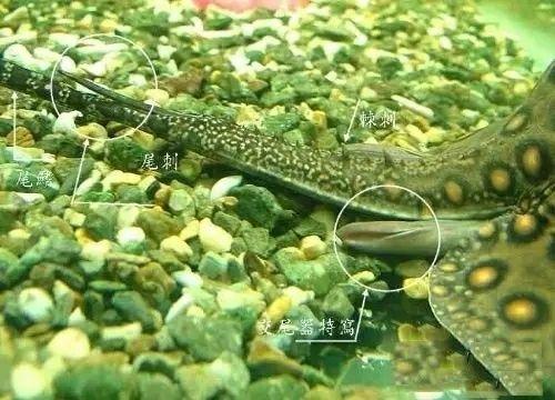 上供的魚一覽表，傳統祭祀中的魚類選擇與文化意義，傳統祭祀中的魚類選擇與文化意義，上供魚一覽表