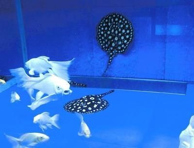 魟魚(yú)下藥不適應(yīng)：魟魚(yú)下藥不適應(yīng)[需手動(dòng)填充]魚(yú)下藥不適應(yīng)