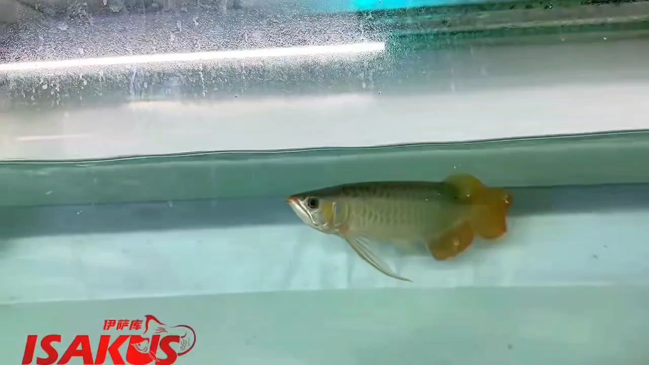 龍魚干蝦有營養嗎 來看看德魯斯的鱗片質感 龍魚論壇 來看看德魯斯的鱗片質感 來看看德魯斯的鱗片質感 龍魚論壇