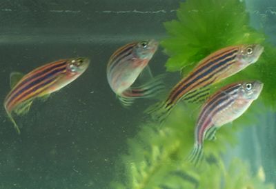 上墳的魚,帶鱗還是不帶鱗?傳統習俗中的文化深意,上墳用魚帶鱗與否?揭秘傳統祭祀中的文化寓意 龍魚百科 第3張 上墳的魚,帶鱗還是不帶鱗?傳統習俗中的文化深意,上墳用魚帶鱗與否?揭秘傳統祭祀中的文化寓意 上墳的魚,帶鱗還是不帶鱗?傳統習俗中的文化深意,上墳用魚帶鱗與否?揭秘傳統祭祀中的文化寓意 龍魚百科 第3張