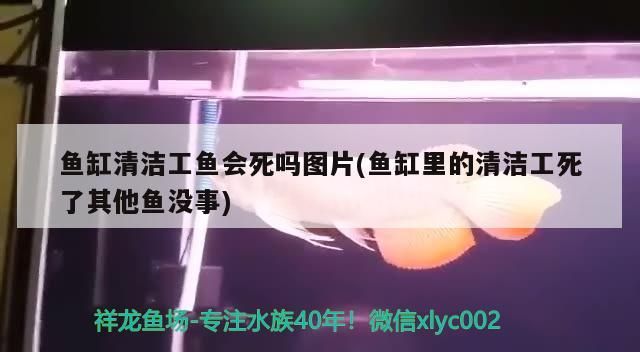 魚缸清潔工魚會死嗎圖片(魚缸里的清潔工死了其他魚沒事)