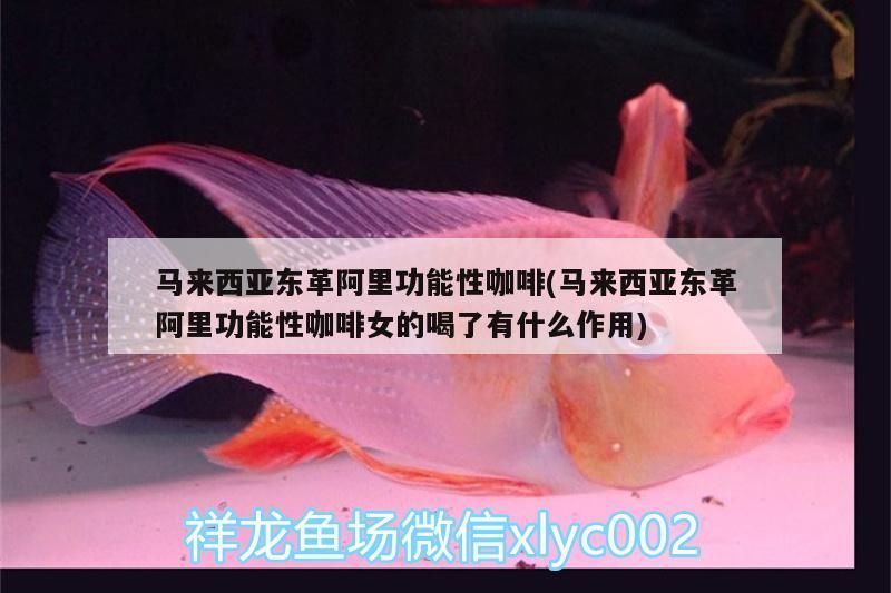 馬來西亞東革阿里功能性咖啡(馬來西亞東革阿里功能性咖啡女的喝了有什么作用) 馬來西亞東革阿里功能性咖啡(馬來西亞東革阿里功能性咖啡女的喝了有什么作用) 馬來西亞咖啡