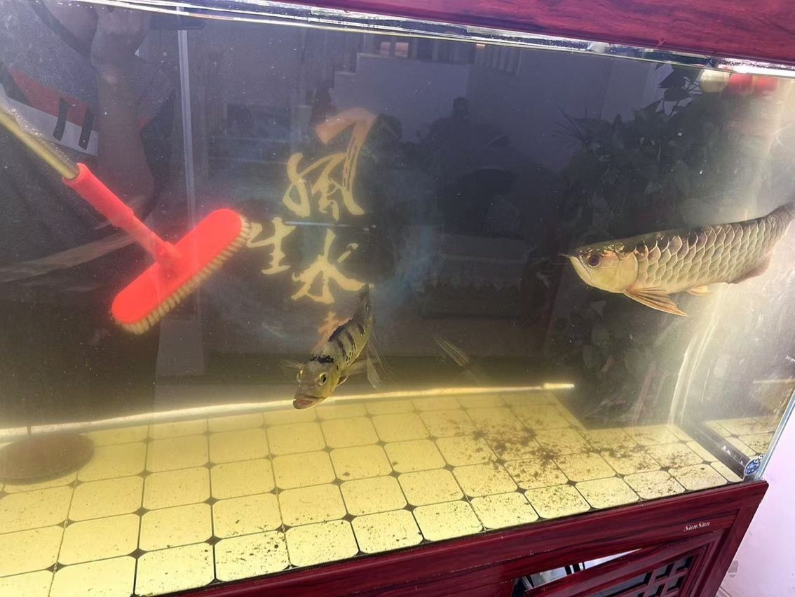 連云港連云區今日德蘭上門清潔魚缸