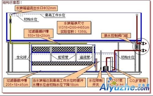 鱔魚養殖周期多長時間？全面解析鱔魚生長與養殖管理，鱔魚養殖周期及生長管理全解析