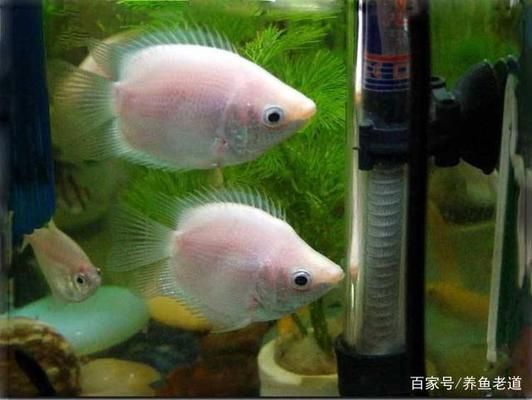 詳細(xì)閱讀:到家一個(gè)月的高背過背 到家一個(gè)月的高背過背