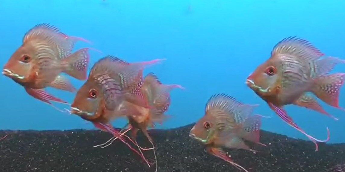 祥龍進口元寶鳳凰魚黑色底砂飼養：元寶鳳凰魚黑色底砂飼養 祥龍進口元寶鳳凰魚黑色底砂飼養：元寶鳳凰魚黑色底砂飼養 元寶鳳凰魚百科