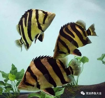 虎魚身體發(fā)黑是什么病癥：虎魚身體發(fā)黑是什么病癥虎魚身體發(fā)黑是什么病癥