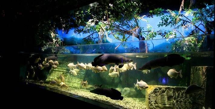 水族館生意怎么樣賺錢的呢（水族館開設水族館涉及多方面的成本投入主要包括以下幾個方面）