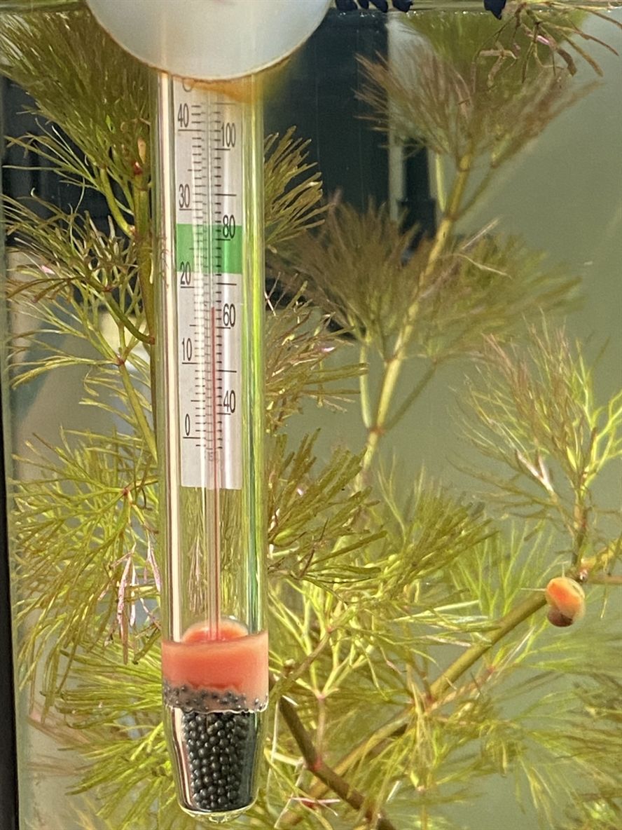 溫度 溫度 龍魚論壇