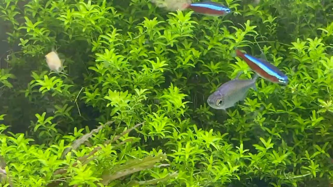 這草太可愛
