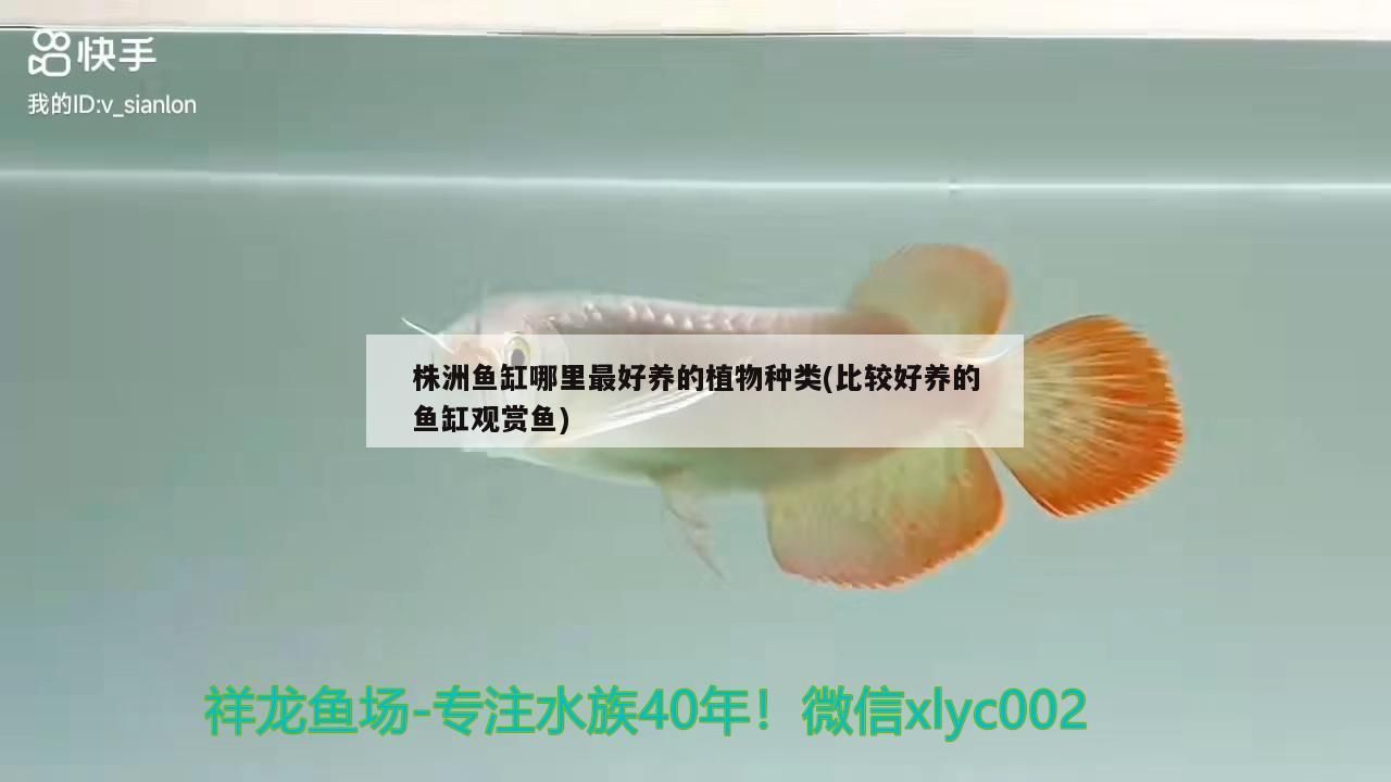 <strong><mark>株洲</mark></strong>魚缸哪里最好養(yǎng)的植物種類(比較好養(yǎng)的魚缸觀賞魚)