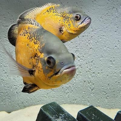 山海經龍魚的寓意，神話中的祥瑞與變遷，山海經龍魚，神話祥瑞的象征與歷史演變