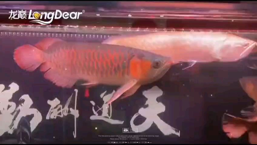 轉(zhuǎn)發(fā)600
