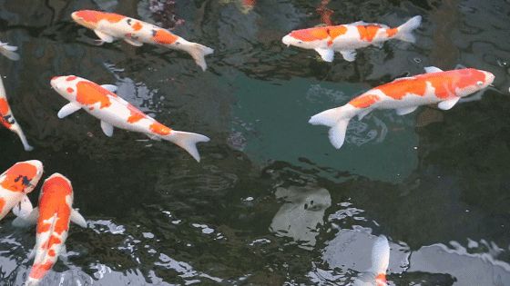 水族館動態手機免費壁紙(水族館動態壁紙) 水族館百科(水族館加盟) 第1張 水族館動態手機免費壁紙(水族館動態壁紙) 水族館動態手機免費壁紙(水族館動態壁紙) 水族館百科(水族館加盟) 第1張