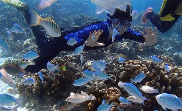水族館動態手機免費壁紙(水族館動態壁紙) 水族館百科(水族館加盟) 第2張 水族館動態手機免費壁紙(水族館動態壁紙) 水族館動態手機免費壁紙(水族館動態壁紙) 水族館百科(水族館加盟) 第2張