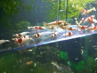 水族館店里買什么花合適：在水族館中，選擇適合購買的花卉需要考慮多種因素