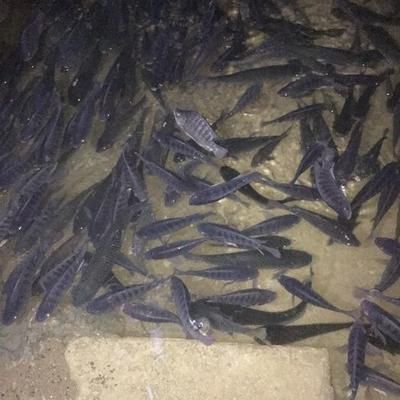 啥魚好養(yǎng)不容易死？新手養(yǎng)魚推薦這些品種，新手養(yǎng)魚推薦，這些好養(yǎng)不易死的魚種最適合入門