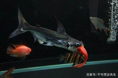沙中土命屬龍者養五條金魚的風水奧秘與運勢解析，沙中土命屬龍者養五條金魚的風水奧秘與運勢解析
