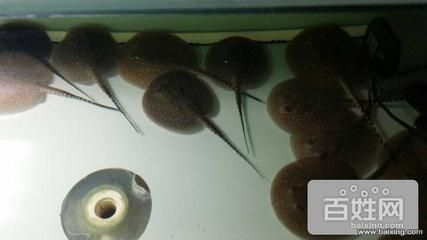 珍珠魟魚多少錢:珍珠魟魚多少錢一斤 魟魚百科 第1張 珍珠魟魚多少錢:珍珠魟魚多少錢一斤 珍珠魟魚多少錢:珍珠魟魚多少錢一斤 魟魚百科 第1張