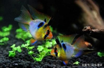 三種魚最招財！風水大師揭秘招財魚的秘密，養對了財運滾滾來，風水大師推薦，這三種招財魚養對了，財運滾滾來！