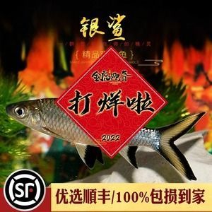 紅龍魚的配魚有哪些：紅龍魚與泰國虎魚混養(yǎng)注意事項(xiàng)