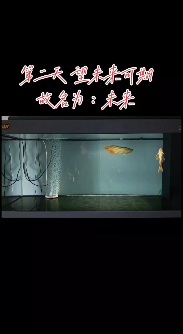 第二天就開口了 未來可期[ciya] 第二天就開口了 未來可期[ciya] 龍魚論壇