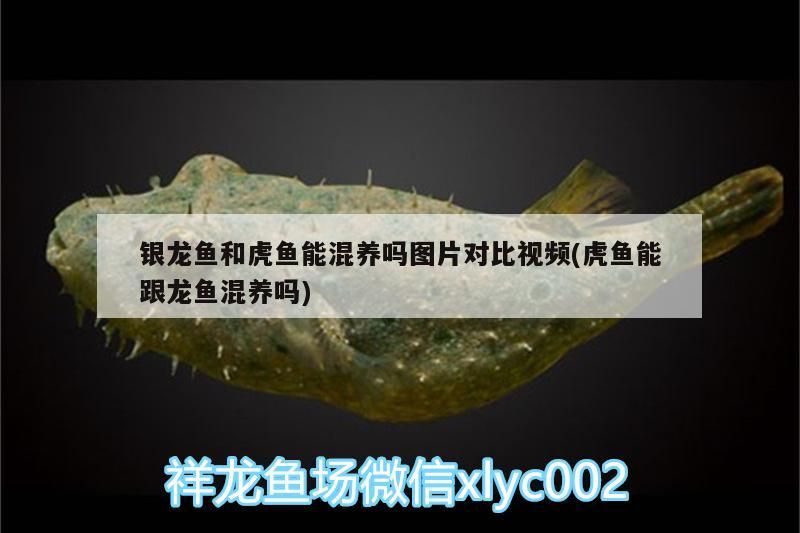 銀龍魚和虎魚能混養(yǎng)嗎圖片對(duì)比視頻(虎魚能跟龍魚混養(yǎng)嗎) 銀龍魚和虎魚能混養(yǎng)嗎圖片對(duì)比視頻(虎魚能跟龍魚混養(yǎng)嗎) 虎魚百科