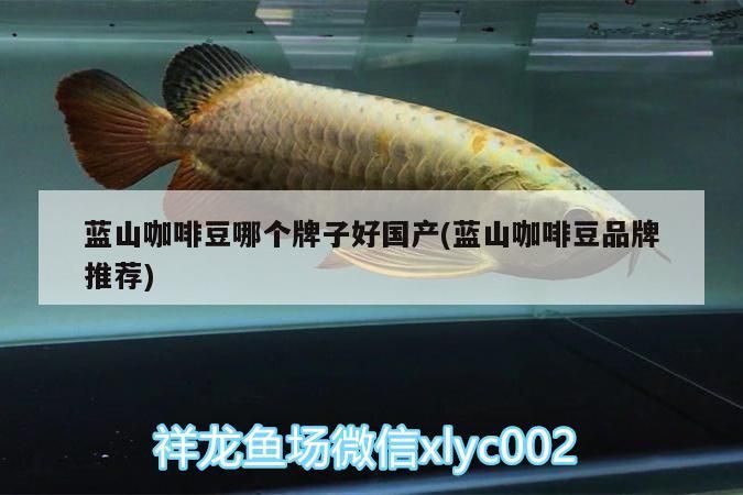 藍(lán)山咖啡豆哪個牌子好國產(chǎn)(藍(lán)山咖啡豆品牌推薦)