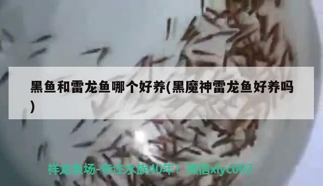 廣州市芳村花地聚龍水族店