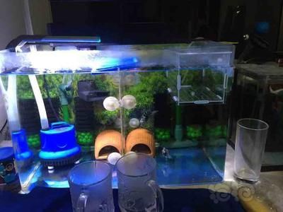 380的魚缸可以養多少魚苗：380魚缸的日常管理與維護