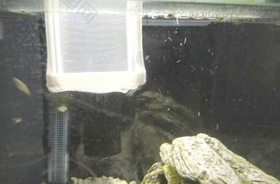 380的魚缸可以養多少魚苗：380魚缸的日常管理與維護