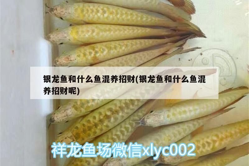 銀龍魚和什么魚混養招財(銀龍魚和什么魚混養招財呢)