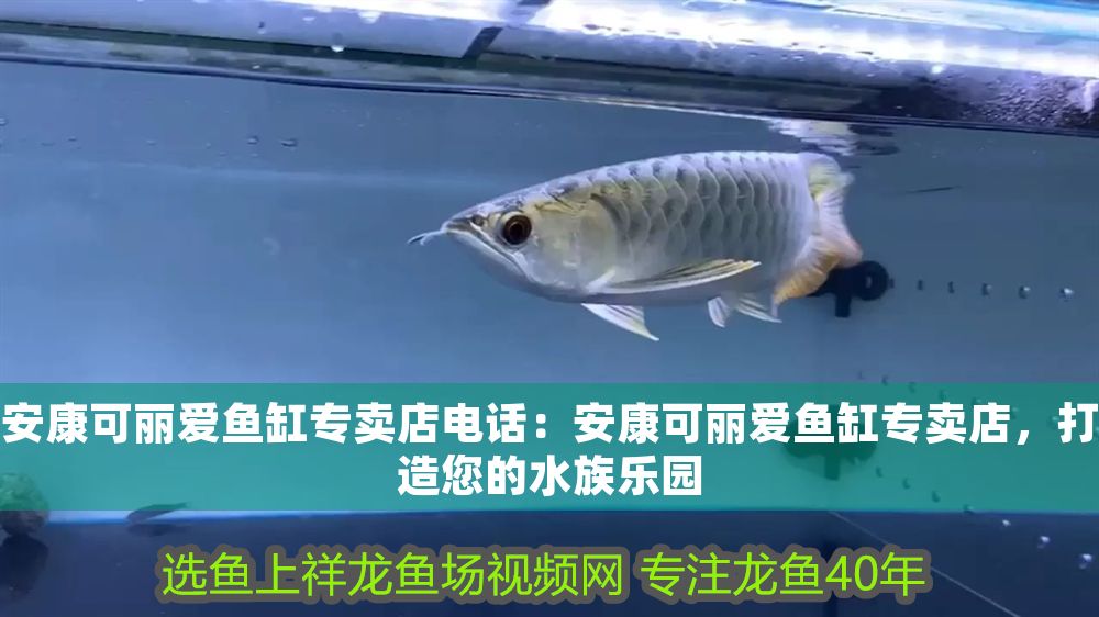 安康可麗愛魚缸專賣店電話：安康可麗愛魚缸專賣店，打造您的水族樂園