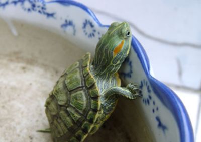 三條魚(yú)一般人鎮(zhèn)不住，揭秘那些令人望而生畏的神秘魚(yú)類，揭秘三條令人望而生畏的神秘魚(yú)類，一般人根本鎮(zhèn)不住！