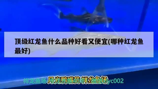魚缸 頂級紅龍魚什么品種好看又便宜(哪種紅龍魚最好) 金龍魚百科 頂級紅龍魚什么品種好看又便宜(哪種紅龍魚最好) 頂級紅龍魚什么品種好看又便宜(哪種紅龍魚最好) 金龍魚百科