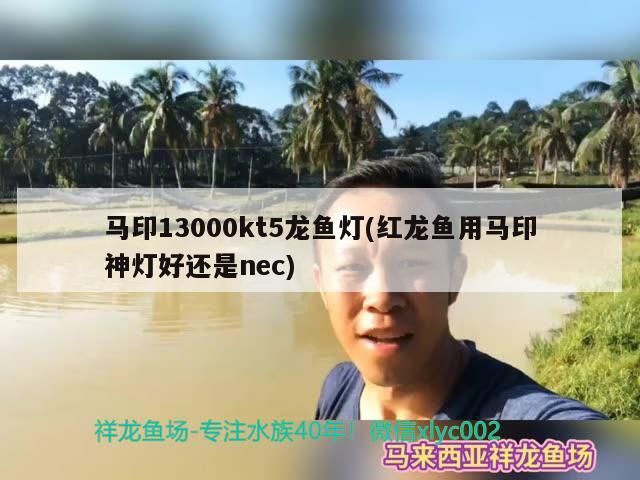 馬印13000kt5龍魚燈(紅龍魚用馬印神燈好還是nec) 馬印13000kt5龍魚燈(紅龍魚用馬印神燈好還是nec) 馬印水族